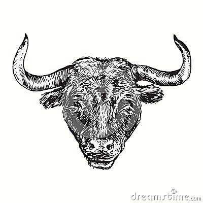 Hand drawn black bull portrait. Ink black and white drawing. Vector Illustration